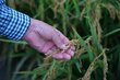 Closeup of a farmers hand holding a rice plant in a field. Photo: WFP/Yanhae Won