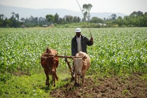WFP 에티오피아의 소규모 자작농을 위한 “발전을 위한 구매(Purchase for Progress)” 프로젝트