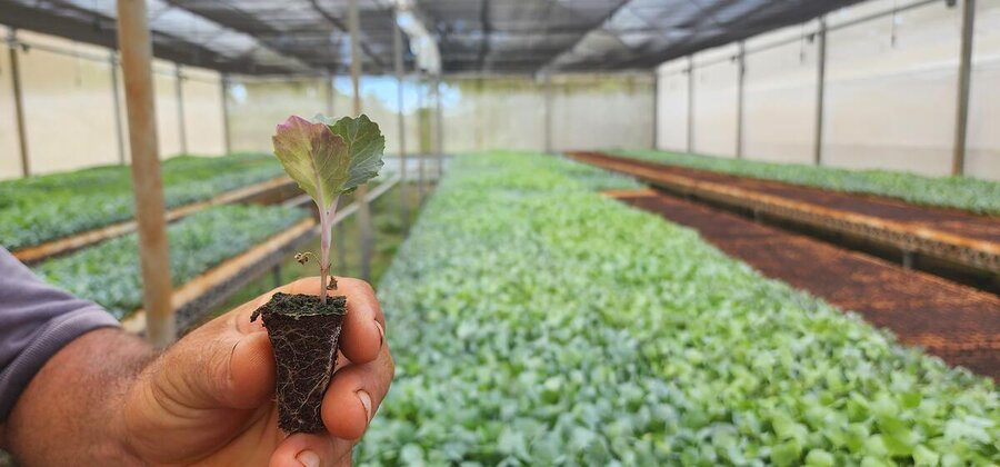 close-up of a farmer's hand holding a seedling against the backdrop of a greenhouse