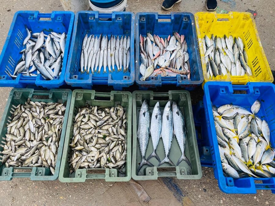 Blue, green and yellow boxes containing small and medium size fish