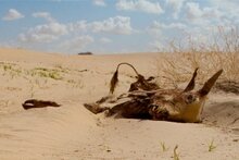 니제르 극심한 가뭄으로 인해 고통 받고 있는 유목민들